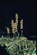 Corallorhiza striata