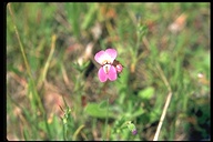 Collinsia sparsiflora