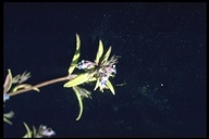 Collinsia torreyi var. latifolia