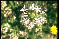 Collomia grandiflora