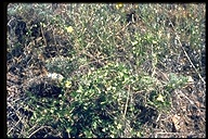 Calystegia atriplicifolia