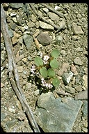 Claytonia lanceolata