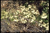 Clematis ligusticifolia
