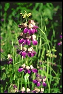 Collinsia heterophylla