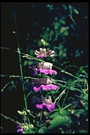 Large-flowered Collinsia