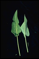 Balsamorhiza sagittata