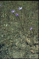 Brodiaea appendiculata