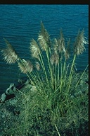Andes Grass