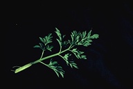 Corydalis caseana ssp. caseana