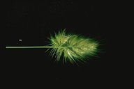 Bristly Dogstailgrass