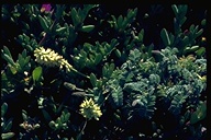 Astragalus curtipes