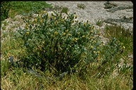 Astragalus pycnostachyus