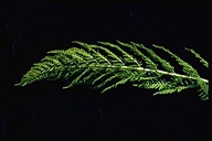 Athyrium distentifolium var. americanum