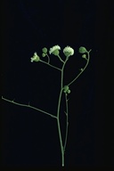 Chaenactis artemisiifolia