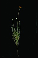 Chaenactis glabriuscula var. heterocarpha