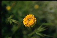 Yellow Pincushion
