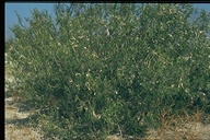 Chilopsis linearis ssp. arcuata