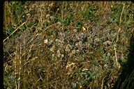 Chorizanthe cuspidata var. villosa