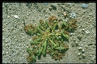 Calyptridium monandrum