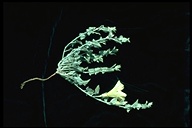 Calystegia malacophylla