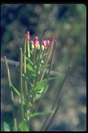 Epilobium ciliatum ssp. watsonii