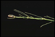 Equisetum laevigatum