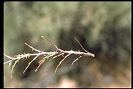 Eriastrum densifolium ssp. mohavense