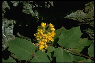 Berberis aquifolium var. repens