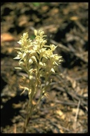 Cephalanthera austiniae