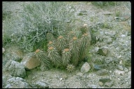 Echinocereus engelmannii