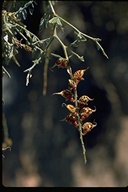 Psorothamnus arborescens var. arborescens
