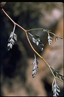 Psorothamnus arborescens var. arborescens