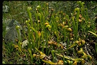 Darlingtonia californica