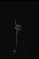 Allium abramsii