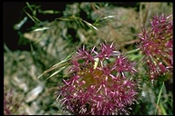 Allium platycaule