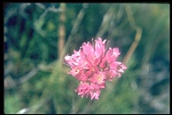Allium serra