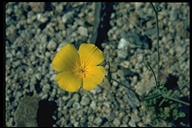 Eschscholzia minutiflora