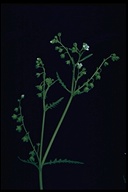 Eucrypta chrysanthemifolia