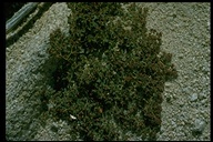 Euphorbia parishii