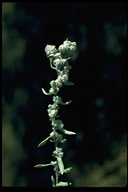 Micropus californicus var. californicus