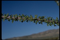 Fouquieria splendens ssp. splendens