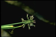 Allium bolanderi var. mirabile