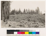 Arctostaphylos viscida