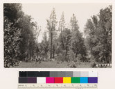 Arctostaphylos viscida