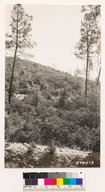 Arctostaphylos viscida