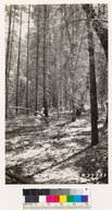 Pinus ponderosa