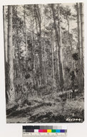 Pinus radiata