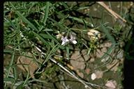 Lathyrus lanszwertii var. tracyi