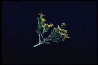 Ericameria suffruticosa