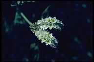 Heliotropium curassavicum